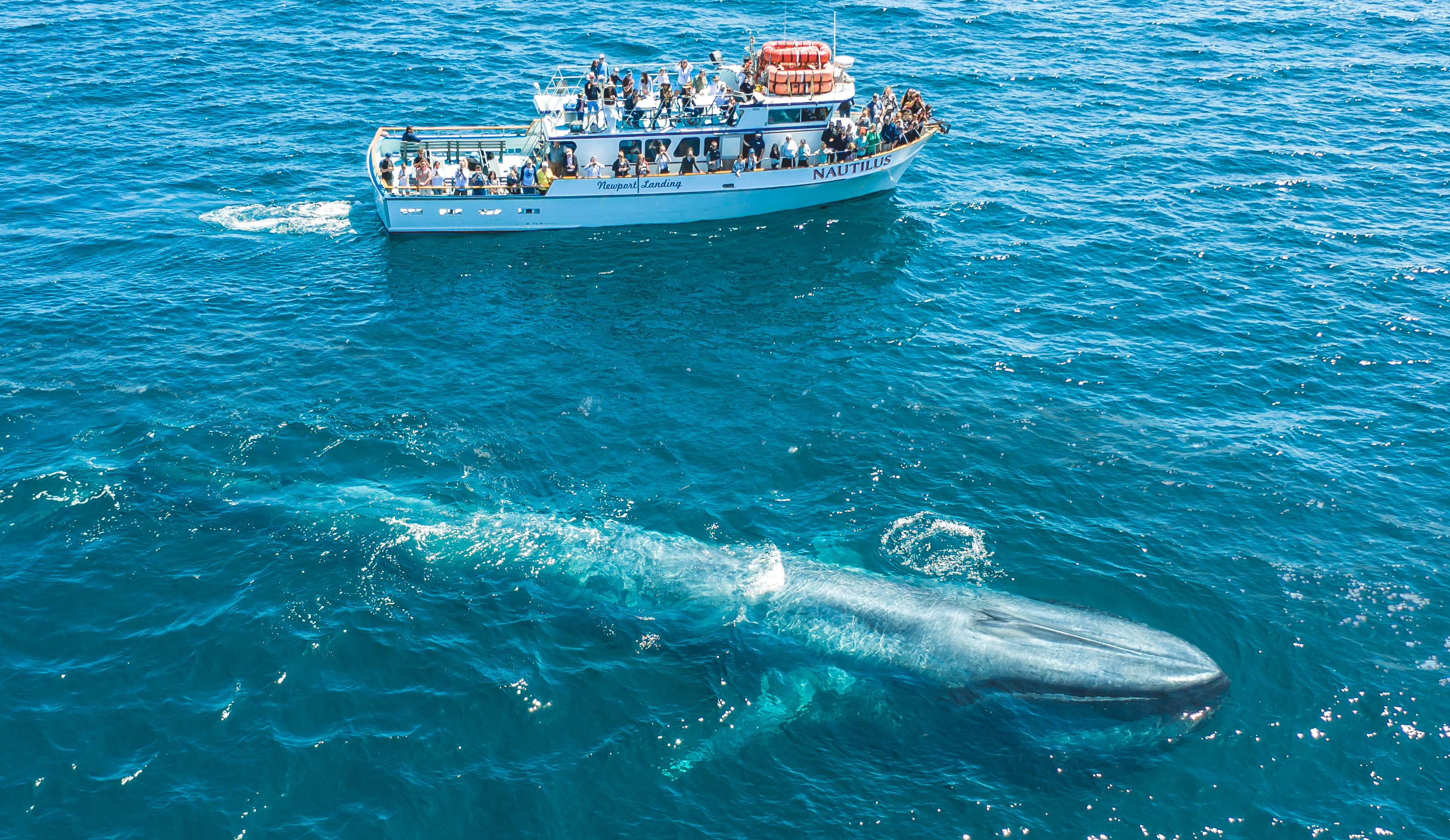 long-beach-whale-watching-cruises