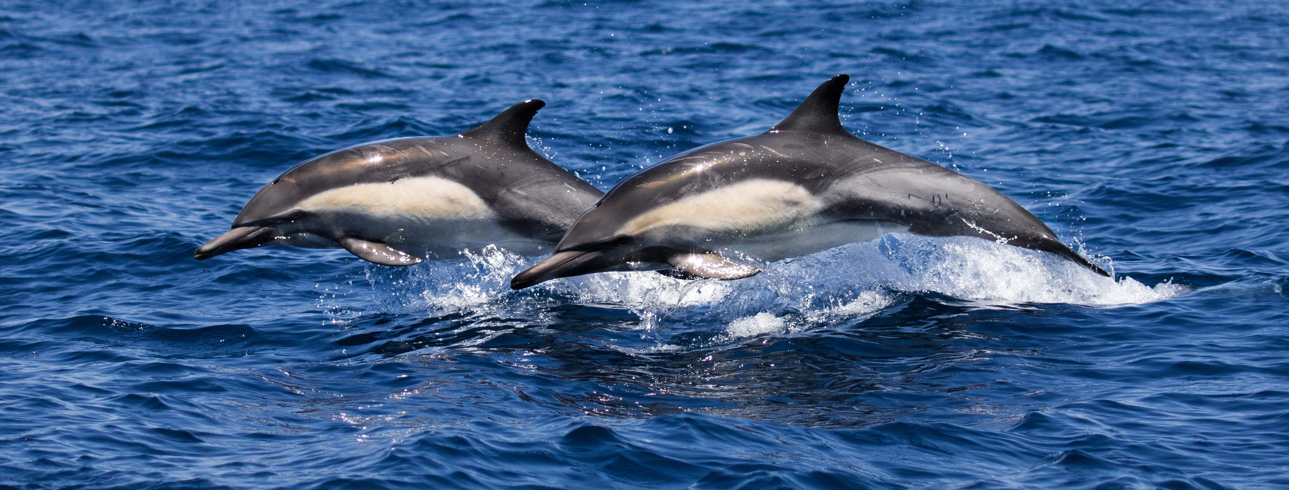 long-beach-whale-tours-whale-watching