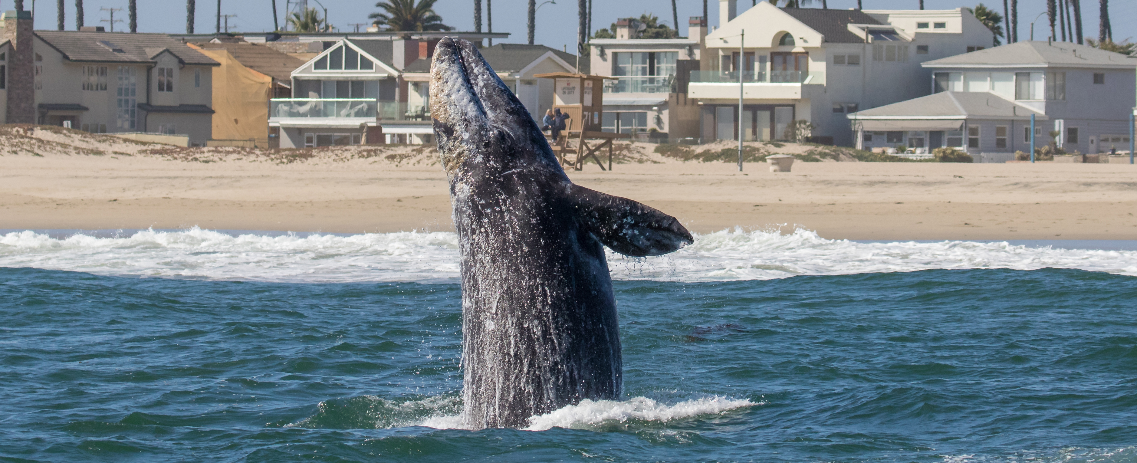 long-beach-gray-whales