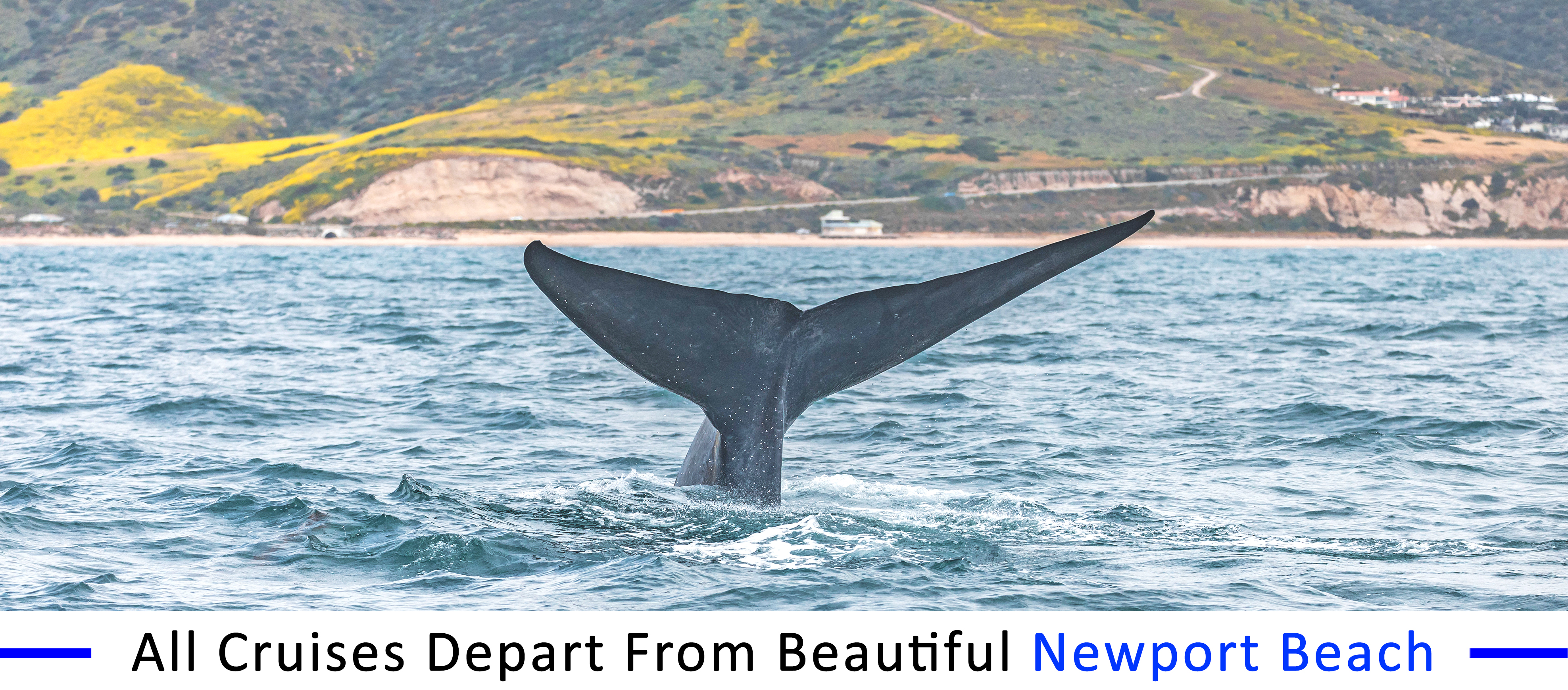 whale-watching-dana-point-field-trips