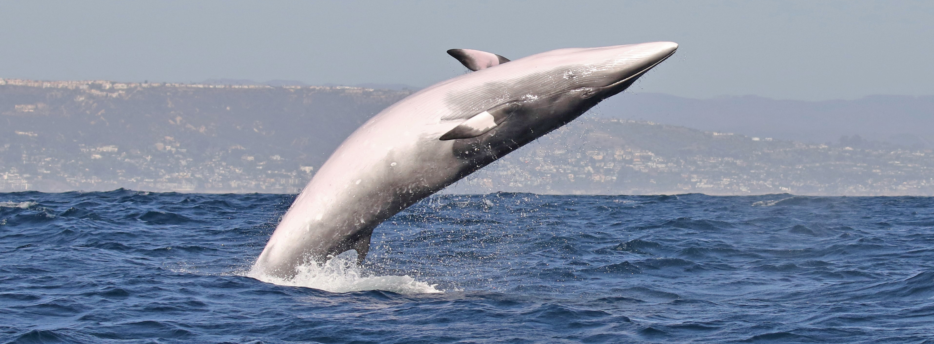 long-beach-minke-whale