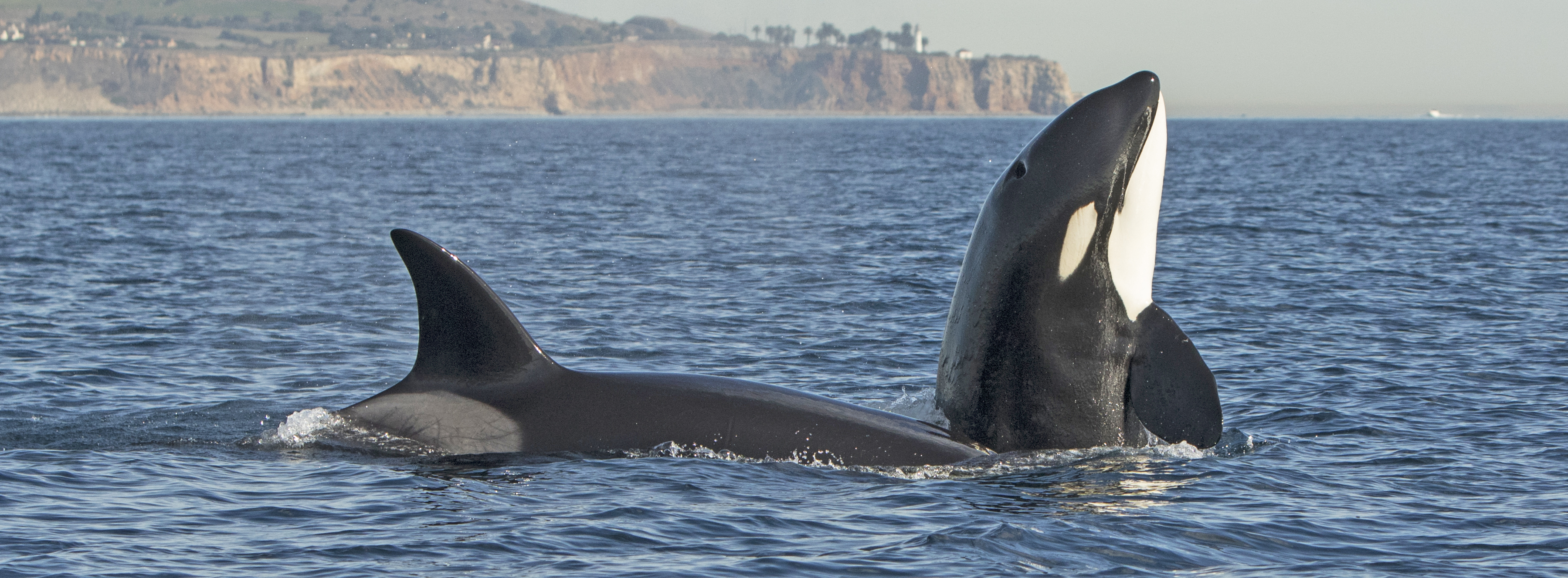 killer-whales-long-beach-trip