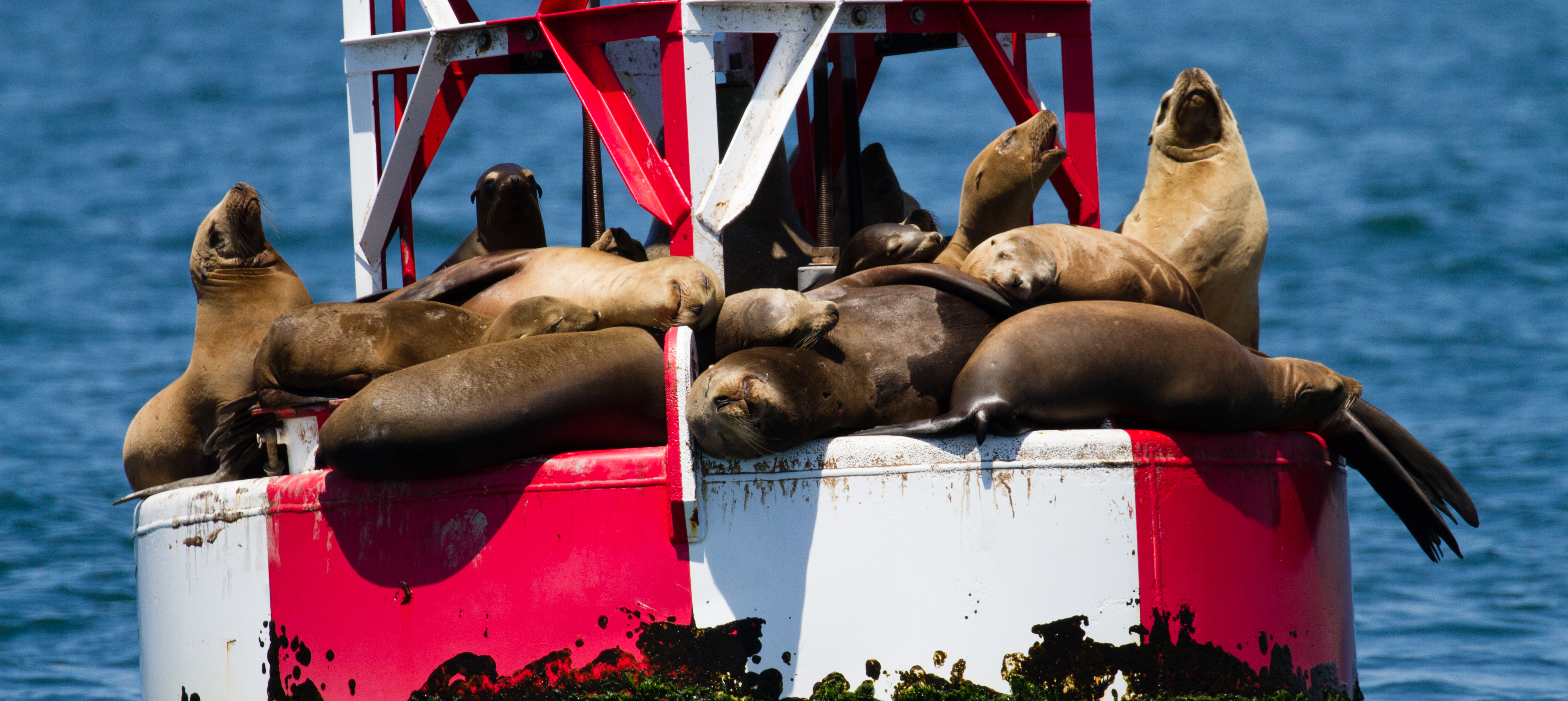 whale-watching-long-beach-trips