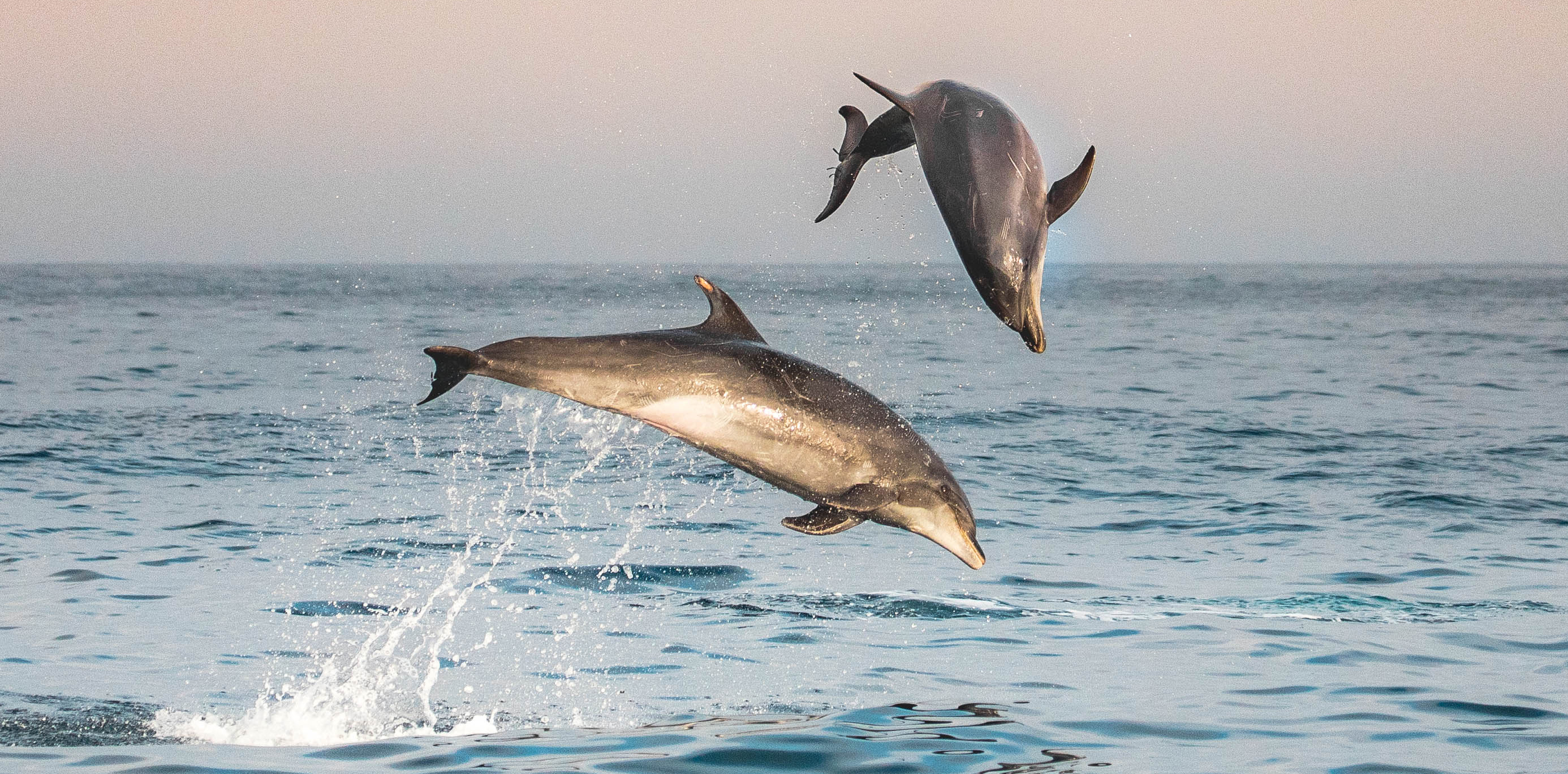 long-beach-whale-watching-cruises